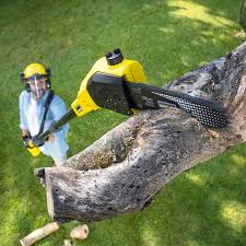 Louisville, OH Tree Removal and Landscaping Services Company